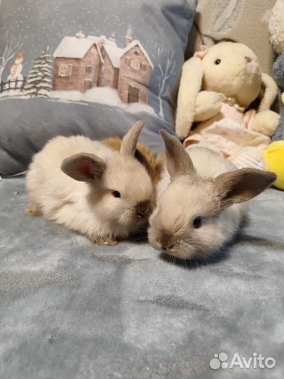 Декоративные карликовые крольчата