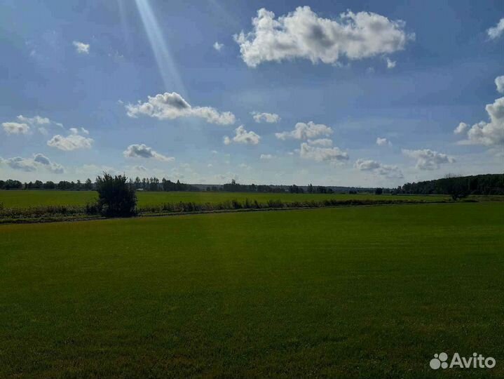 Рулонный газон /продажа/укладка