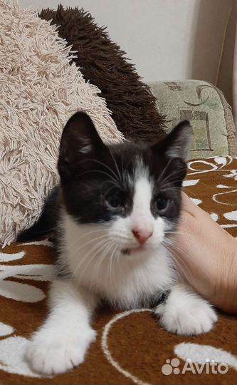 Кошки в добрые руки бесплатно