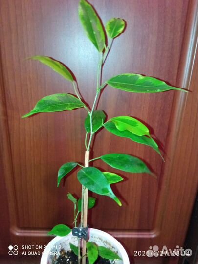 Фикус Бенджамина Реджинальд (Benjamina Reginald)