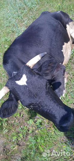 Коровы нетели