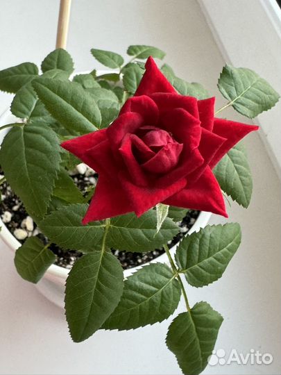 Роза комнатная
