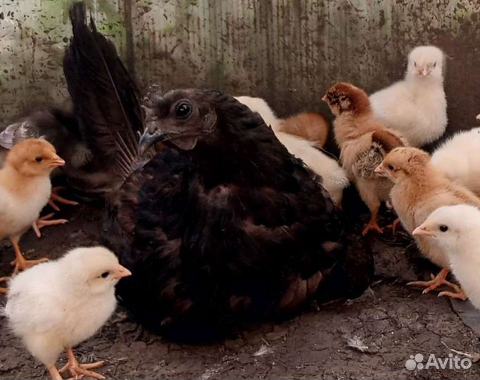 Цыплята домашние