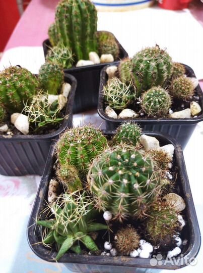 Кактусы, золотой ус и толстянка (денежное дерево)