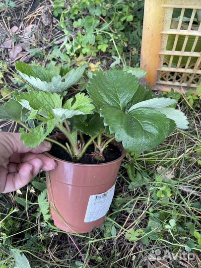 Рассада клубники