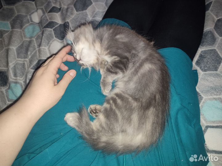 SOS Отдаю котят
