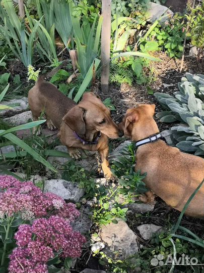 Щенки таксы