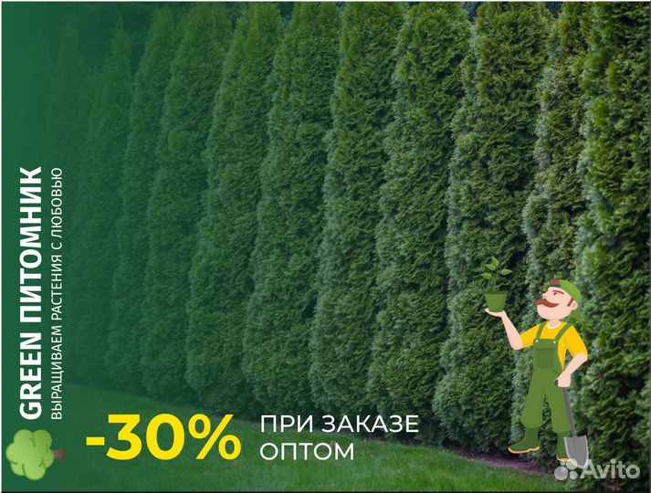 Туя Смарагд для живой изгороди