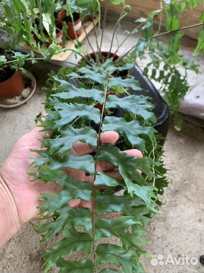 Нефролепис Japan,Флебодиум