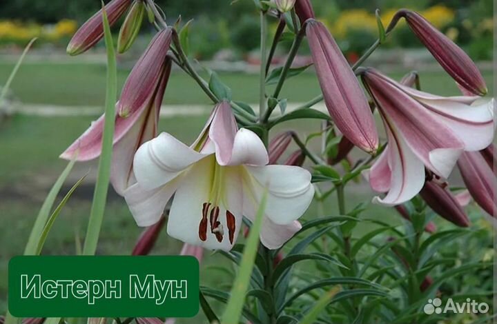 Лилии. Саженцы лилии