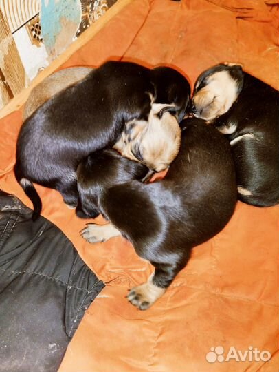 Щенки таксы стандартные