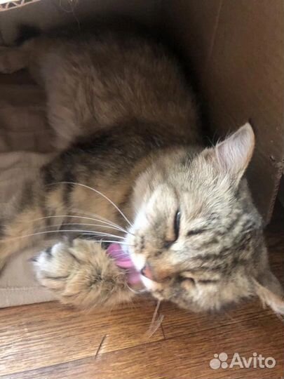 Кошки в добрые руки