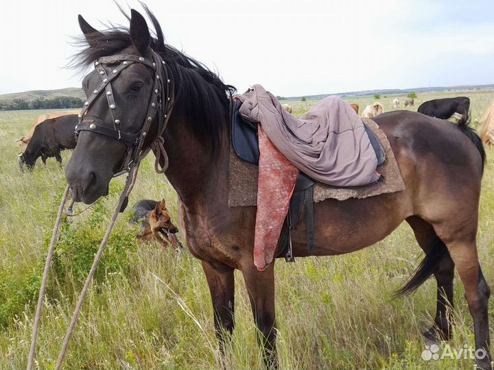 Кобыла 8 лет