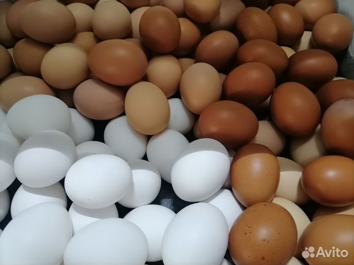 Продам домашнее яйцо
