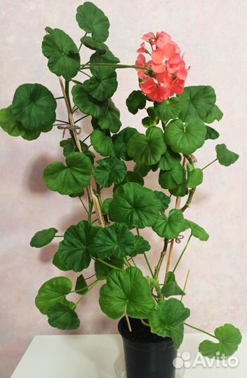 Пеларгония герань (набор 6 растений)