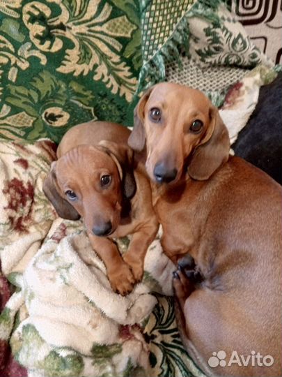 Щенки таксы стандартные