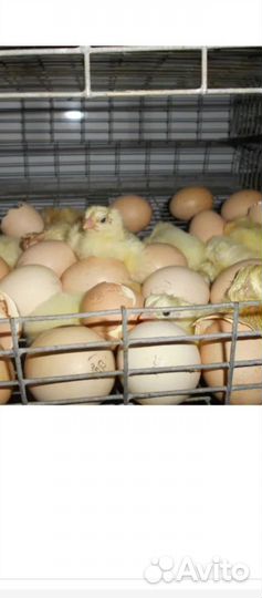 Бройлер цыплята