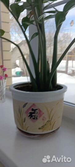 Продам цветы комнатные