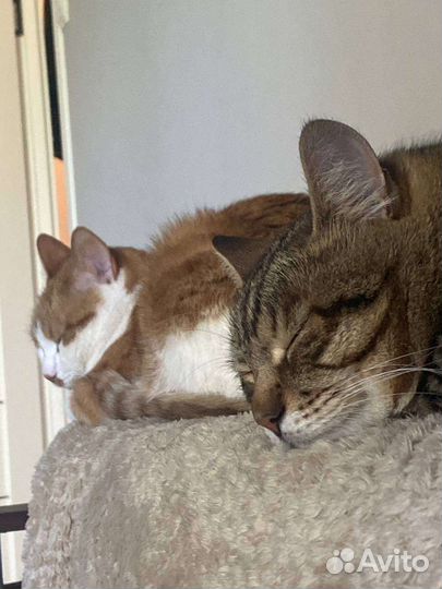 Коты Адольф и Русеил в добрые руки