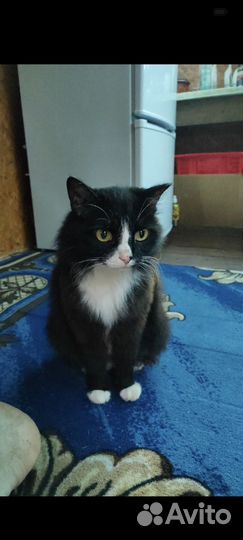 Кошечка