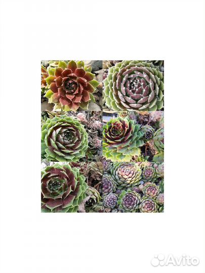 Молодило сортовые