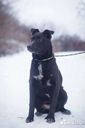 Эшли ждёт хозяина