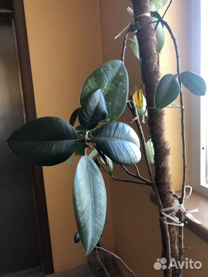 Фикус большой 1,5 м