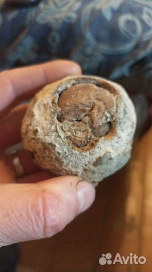 Окаменелости динозавров