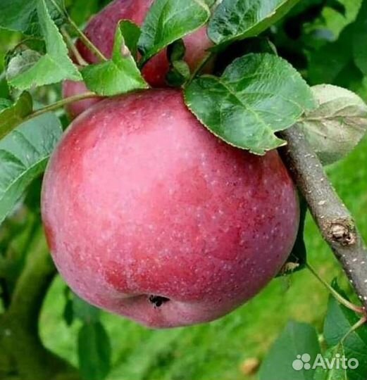 Саженцы яблони Лобо