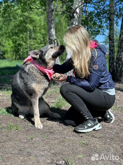 Ариэль, собака из приюта Некрасовка