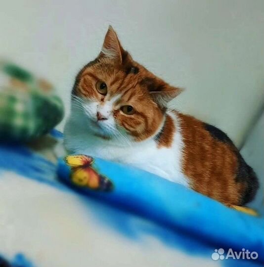 Кошки в добрые руки бесплатно