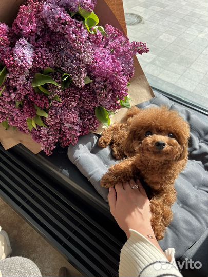 Вязка кобель пудель той Китай