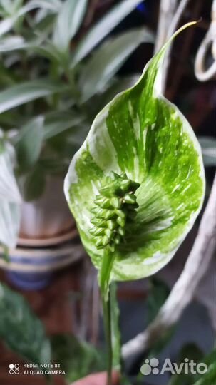 Комнатные цветы