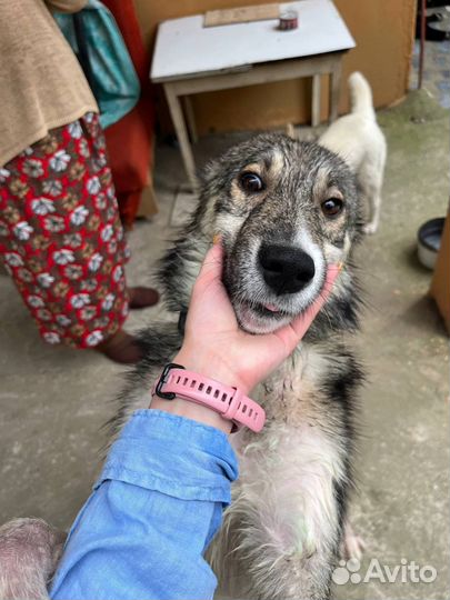 Собака в добрые руки