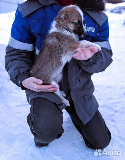 Щенок для дома охрана