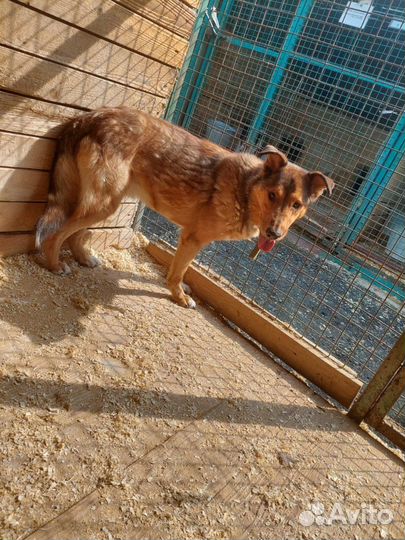 Лобзик-рыжее солнышко ищет дом