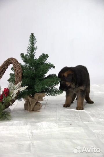 Щенки немецкой овчарки