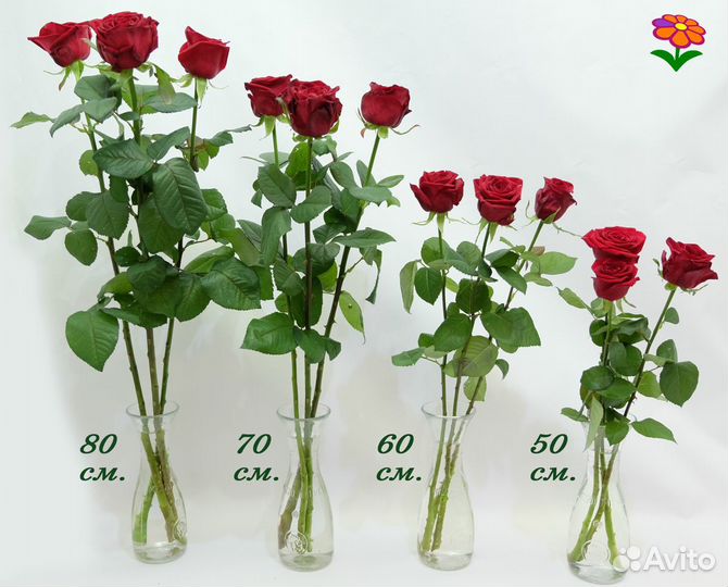 Букет из 101 розы (цвет красный, роза Россия)