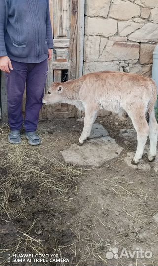 Продаётся телка