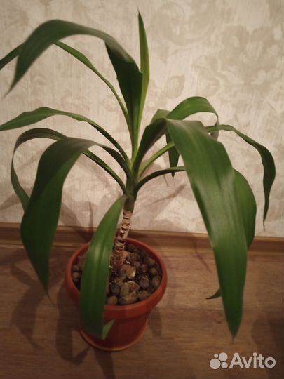 Домашние цветы