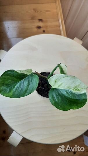 Сциндапсус хеппи лиф