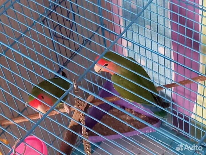 Неразлучники с клеткой