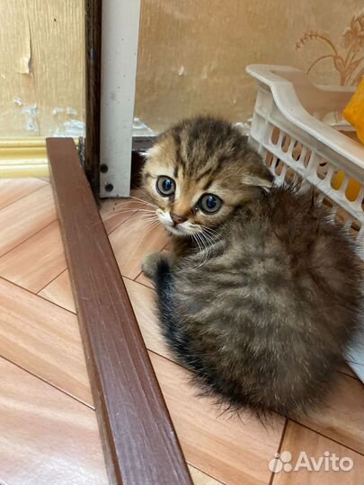 Полосатые ласковые котята в добрые руки бесплатно