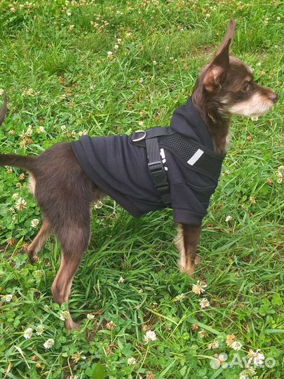 Мини той-терьер щенок