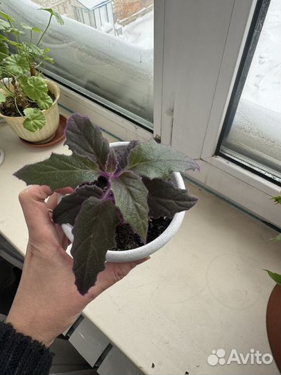 Цветы разные