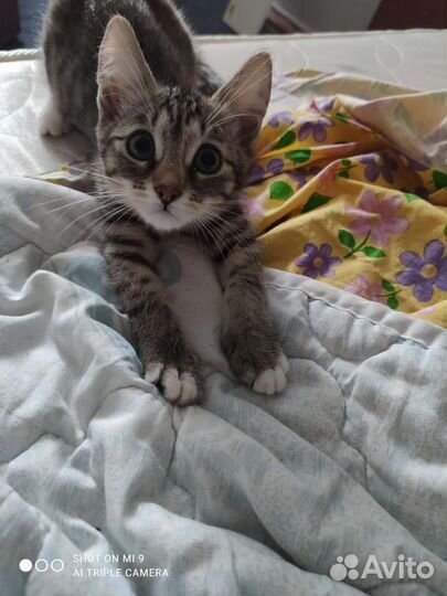 Бесплатно кошка