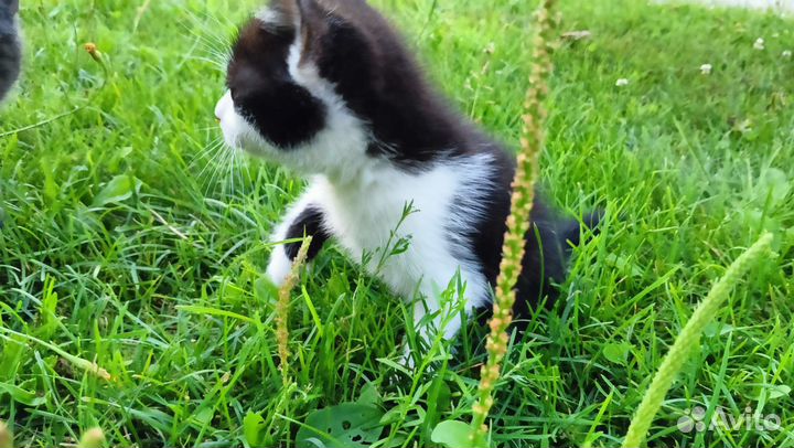 Котёнок в добрые руки