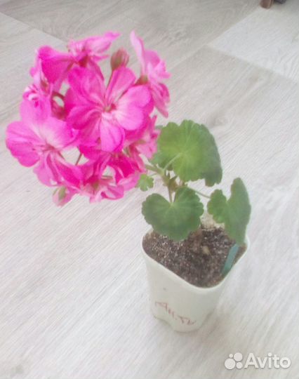 Пеларгония герань большие и маленькие