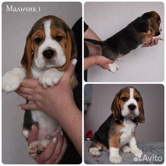 Продам щенков бигля