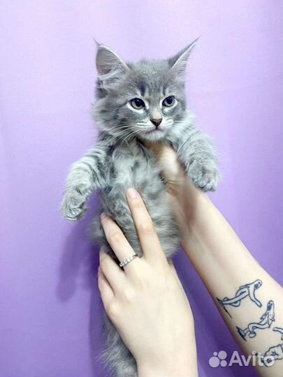 Кошка в дар